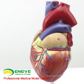 HEART03 (12479) Modelo Anatomia do Coração Humano em Tamanho Real Completo, 2 Partes, Modelos de Anatomia&gt; Modelos de Coração